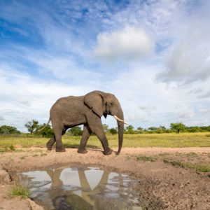 An elephant, Loxodonta africana, reflection in water, white clouds background