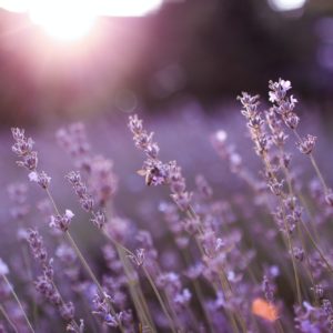 Close up of purple lavender in a lavender field at sunset. Beautiful nature. The bee collects honey