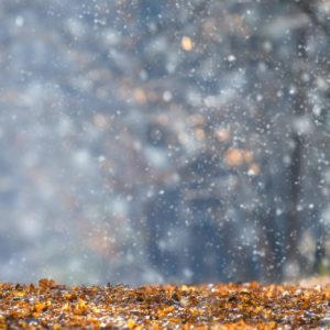 First snow falls on autumn leaves in the forest