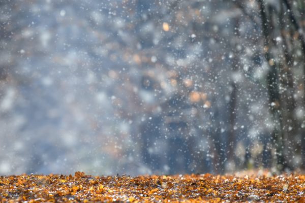 First snow falls on autumn leaves in the forest
