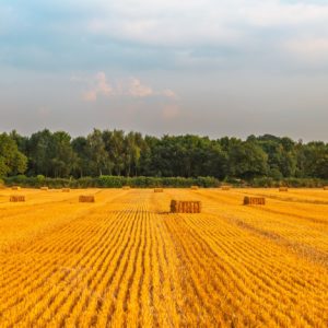 Golden wheat fields