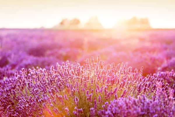 Lavender flower field at sunset.