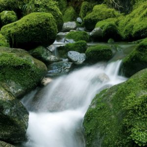 Peaceful nature stream, New Zealand.