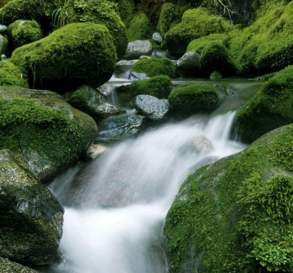 Peaceful nature stream, New Zealand.