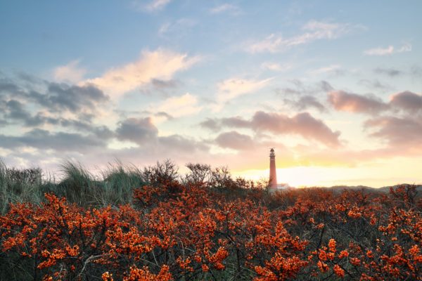 sea hawthorn and red lighthouse at dawn