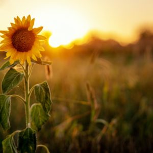 Sunflower at sunset