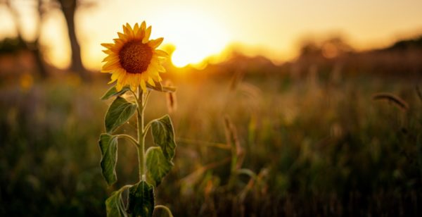 Sunflower at sunset
