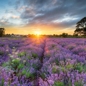 Sunset over beautiful fields of lavender