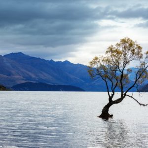 Wanaka tree