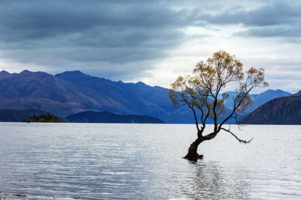 Wanaka tree