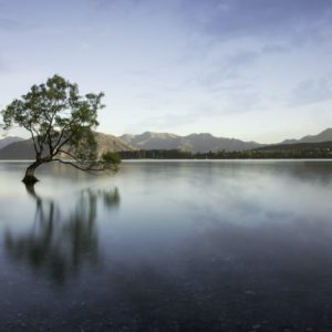 Wanaka tree in the lake reflection